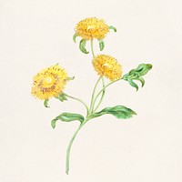 Three yellow flowers botanical illustration template