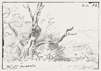 Boomstudie (1854) by <a href="https://www.rawpixel.com/search/Georgius%20Jacobus%20Johannes%20van%20Os?sort=curated&amp;page=1">Georgius Jacobus Johannes van Os</a>. Original from The Rijksmuseum. Digitally enhanced by rawpixel.​​​​​