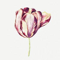 Fresh tulip flower design element