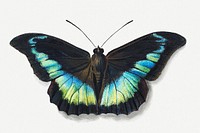 Black and blue butterfly design element