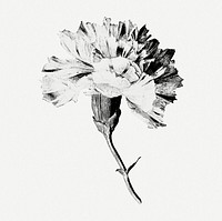 Monotone carnation flower design element