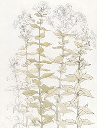 Phlox color sketch by <a href="https://www.rawpixel.com/search/Julie%20de%20Graag?sort=curated&amp;page=1">Julie de Graag</a> (1877-1924). Original from The Rijksmuseum. Digitally enhanced by rawpixel.