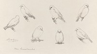 The canaries sketch by <a href="https://www.rawpixel.com/search/Julie%20de%20Graag?sort=curated&amp;page=1">Julie de Graag</a> (1877-1924). Original from The Rijksmuseum. Digitally enhanced by rawpixel.