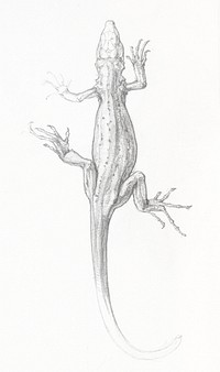 Lizard sketch by <a href="https://www.rawpixel.com/search/Julie%20de%20Graag?sort=curated&amp;page=1">Julie de Graag</a> (1877-1924). Original from The Rijksmuseum. Digitally enhanced by rawpixel.