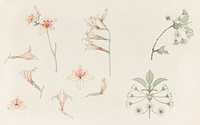 Study sheet with gladiolus and apple blossom (1899) by <a href="https://www.rawpixel.com/search/Julie%20de%20Graag?sort=curated&amp;page=1">Julie de Graag</a> (1877-1924). Original from The Rijksmuseum. Digitally enhanced by rawpixel.