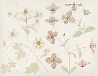 Study sheet with Sea Thistle, Hop and Clematis (1899) by <a href="https://www.rawpixel.com/search/Julie%20de%20Graag?sort=curated&amp;page=1">Julie de Graag</a> (1877-1924). Original from The Rijksmuseum. Digitally enhanced by rawpixel.