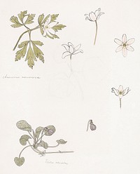 Sketches of wood anemone and sweet violet by <a href="https://www.rawpixel.com/search/Julie%20de%20Graag?sort=curated&amp;page=1">Julie de Graag</a> (1877-1924). Original from The Rijksmuseum. Digitally enhanced by rawpixel.