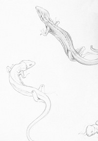 Sketches of lizards by <a href="https://www.rawpixel.com/search/Julie%20de%20Graag?sort=curated&amp;page=1">Julie de Graag</a> (1877-1924). Original from The Rijksmuseum. Digitally enhanced by rawpixel.