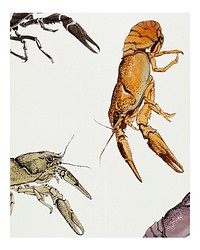 Vintage Sketches of crayfish wall art print and poster. 