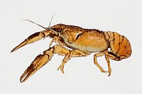 Vintage Illustration of Sketches of crayfish.