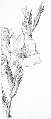 Gladiolus by <a href="https://www.rawpixel.com/search/Julie%20de%20Graag?sort=curated&amp;page=1">Julie de Graag</a> (1877-1924). Original from The Rijksmuseum. Digitally enhanced by rawpixel.
