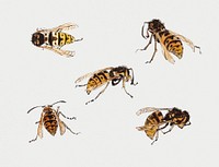 Vintage Illustration of Studies of wasps.