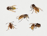 Studies of wasps by Julie de Graag (1877-1924). Original from The Rijksmuseum. Digitally enhanced by rawpixel.