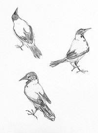 Three sketches of a crow by Julie de <a href="https://www.rawpixel.com/search/Julie%20de%20Graag?sort=curated&amp;page=1">Julie de Graag</a> (1877-1924). Original from The Rijksmuseum. Digitally enhanced by rawpixel.