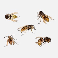 Studies of wasps by <a href="https://www.rawpixel.com/search/Julie%20de%20Graag?sort=curated&amp;page=1">Julie de Graag</a> (1877-1924). Original from the Rijks Museum. Digitally enhanced by rawpixel.