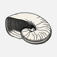 Shell (1921) by <a href="https://www.rawpixel.com/search/Julie%20de%20Graag?sort=curated&amp;page=1">Julie de Graag</a> (1877-1924). Original from the Rijks Museum. Digitally enhanced by rawpixel.