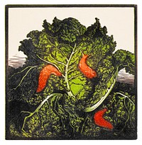 Three slugs on a cabbage by J<a href="https://www.rawpixel.com/search/Julie%20de%20Graag?sort=curated&amp;page=1">Julie de Graag</a> (1877-1924). Original from The Rijksmuseum. Digitally enhanced by rawpixel.