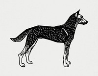 Vintage Illustration of Dog.