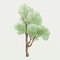 Hand drawn watercolor green tall tree design element