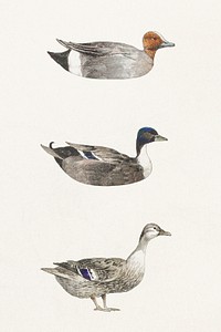 Hand drawn watercolor duck collection design elements
