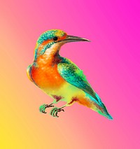 Common Kingfisher illustration mockup 