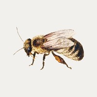 Vintage bee illustration vector