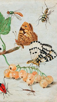 Vintage mobile wallpaper, iPhone background, Insects and Fruits, remix from the artwork of Jan van Kessel