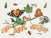 Vintage Insects and Fruits illustration template