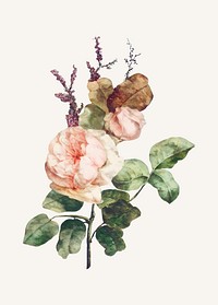 Rose flower bouquet illustration vector