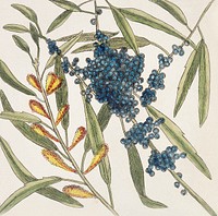 Sorrel Tree (Frutex follis oblongs acuminatis) and Acacia with rofe-colored flowers (Pseudo-acacia bifpida floribus rofeis, Candle-berry Myrtle (Myrtus Brabantice fimilis Carolinenfis) from The Natural History of Carolina, Florida, and the Bahama Islands (1754) by <a href="https://www.rawpixel.com/search/Mark%20Catesby?sort=curated&amp;page=1">Mark Catesby</a> (1683-1749). Original from The Beinecke Rare Book &amp; Manuscript Library. Digitally enhanced by rawpixel.