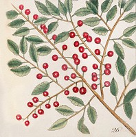 23. Dogwood Tree (Cornus Was Virginiana 24. Fringe Tree (Amelanchior Virginiana) 25. Dahoon Holly (Agrifolium Carolinenfe) 26. Yapon (Caffena vera Floridanorum) from The Natural History of Carolina, Florida, and the Bahama Islands (1754) by <a href="https://www.rawpixel.com/search/Mark%20Catesby?sort=curated&amp;page=1">Mark Catesby</a> (1683-1749). Original from The Beinecke Rare Book &amp; Manuscript Library. Digitally enhanced by rawpixel.