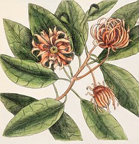 Upright Honey-fuckle (Ciflus Virginiana), Yellow Jasmine (Falminum lute odoratum Virginiana), Hamamelis, Frutex corni foliis from The Natural History of Carolina, Florida, and the Bahama Islands (1754) by Mark Catesby (1683-1749).