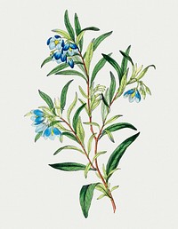 Vintage blue narrow leaved sollya branch for decoration