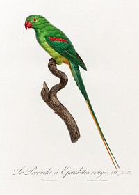 The Alexandrine Parakeet from Natural History of Parrots (1801&mdash;1805) by <a href="https://www.rawpixel.com/search/Francois%20Levaillant?sort=curated&amp;page=1">Francois Levaillant</a>. Original from the Biodiversity Heritage Library. Digitally enhanced by rawpixel.