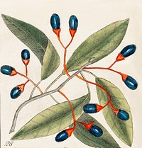 Tupelo Tree (Arbor in aqua nafeens) , Red Bay (Laurus Carolinenfis), Purple-berried Bay (Liguftrum Lauri folio), Saffafras Tree (Cornus Mas odorato) from The Natural History of Carolina, Florida, and the Bahama Islands (1754) by <a href="https://www.rawpixel.com/search/Mark%20Catesby?sort=curated&amp;page=1">Mark Catesby</a> (1683-1749).