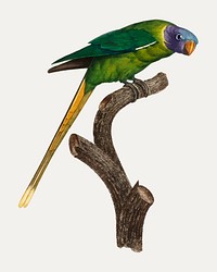Plum-Headed Parakeet vintage illustration