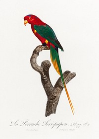 Papuan Lorikeet from Natural History of Parrots (1801&mdash;1805) by <a href="https://www.rawpixel.com/search/Francois%20Levaillant?sort=curated&amp;page=1">Francois Levaillant</a>. Original from the Biodiversity Heritage Library. Digitally enhanced by rawpixel.