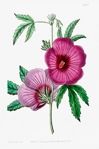Mr.Lindley&#39;s Hibiscus from Edwards&rsquo;s Botanical Register (1829&mdash;1847) by <a href="https://www.rawpixel.com/search/Sydenham%20Edwards?sort=curated&amp;page=1">Sydenham Edwards</a>, <a href="https://www.rawpixel.com/search/John%20Lindley?sort=curated&amp;page=1">John Lindley</a>, and <a href="https://www.rawpixel.com/search/James%20Ridgway?sort=curated&amp;page=1">James Ridgway</a>.