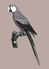 Black and white Araracanga vintage illustration