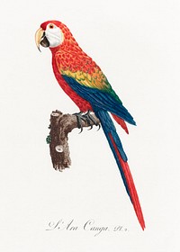 Ara Canga from Natural History of Parrots (1801&mdash;1805) by <a href="https://www.rawpixel.com/search/Francois%20Levaillant?sort=curated&amp;page=1">Francois Levaillant</a>. Original from the Biodiversity Heritage Library. Digitally enhanced by rawpixel.
