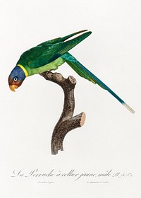 The Plum-Headed Parakeet, male from Natural History of Parrots (1801&mdash;1805) by <a href="https://www.rawpixel.com/search/Francois%20Levaillant?sort=curated&amp;page=1">Francois Levaillant</a>. Original from the Biodiversity Heritage Library. Digitally enhanced by rawpixel.