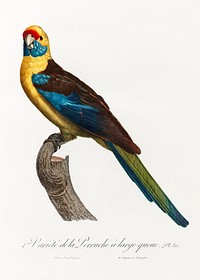 The Crimson Rosella, Platycercus elegans from Natural History of Parrots (1801&mdash;1805) by <a href="https://www.rawpixel.com/search/Francois%20Levaillant?sort=curated&amp;page=1">Francois Levaillant</a>. Original from the Biodiversity Heritage Library. Digitally enhanced by rawpixel.