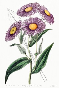 Shewy stenactis from Edwards&rsquo;s Botanical Register (1829&mdash;1847) by <a href="https://www.rawpixel.com/search/Sydenham%20Edwards?sort=curated&amp;page=1">Sydenham Edwards</a>, <a href="https://www.rawpixel.com/search/John%20Lindley?sort=curated&amp;page=1">John Lindley</a>, and <a href="https://www.rawpixel.com/search/James%20Ridgway?sort=curated&amp;page=1">James Ridgway</a>.