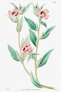 Long Branched Enothera from Edwards&rsquo;s Botanical Register (1829&mdash;1847) by <a href="https://www.rawpixel.com/search/Sydenham%20Edwards?sort=curated&amp;page=1">Sydenham Edwards</a>, <a href="https://www.rawpixel.com/search/John%20Lindley?sort=curated&amp;page=1">John Lindley</a>, and <a href="https://www.rawpixel.com/search/James%20Ridgway?sort=curated&amp;page=1">James Ridgway</a>.