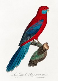 Crimson Rosella from Natural History of Parrots (1801&mdash;1805) by Francois Levaillant. Original from the Biodiversity Heritage Library. Digitally enhanced by rawpixel.