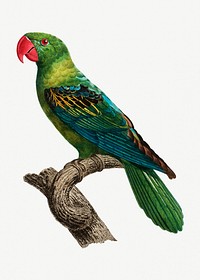 Grand-Billed Parrot vintage illustration