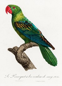 Great-Billed Parrot, Tanygnathus megalorynchos from Natural History of Parrots (1801&mdash;1805) by <a href="https://www.rawpixel.com/search/Francois%20Levaillant?sort=curated&amp;page=1">Francois Levaillant</a>. Original from the Biodiversity Heritage Library. Digitally enhanced by rawpixel.
