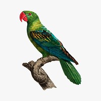 Grand-Billed Parrot vintage illustration