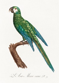 The Blue-Winged Macaw, Primolius maracana from Natural History of Parrots (1801&mdash;1805) by Francois Levaillant. Original from the Biodiversity Heritage Library. Digitally enhanced by rawpixel.