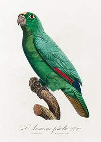 Yellow-Fronted Amazon, Amazona ochrocephala from Natural History of Parrots (1801&mdash;1805) by <a href="https://www.rawpixel.com/search/Francois%20Levaillant?sort=curated&amp;page=1">Francois Levaillant</a>. Original from the Biodiversity Heritage Library. Digitally enhanced by rawpixel.